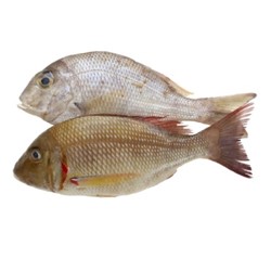 Lethrinidae (Fish).jpg
